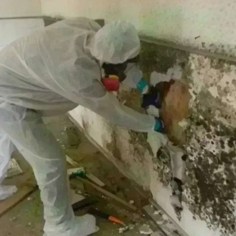 Mold Remediation and Removal in Kitsap County, WA